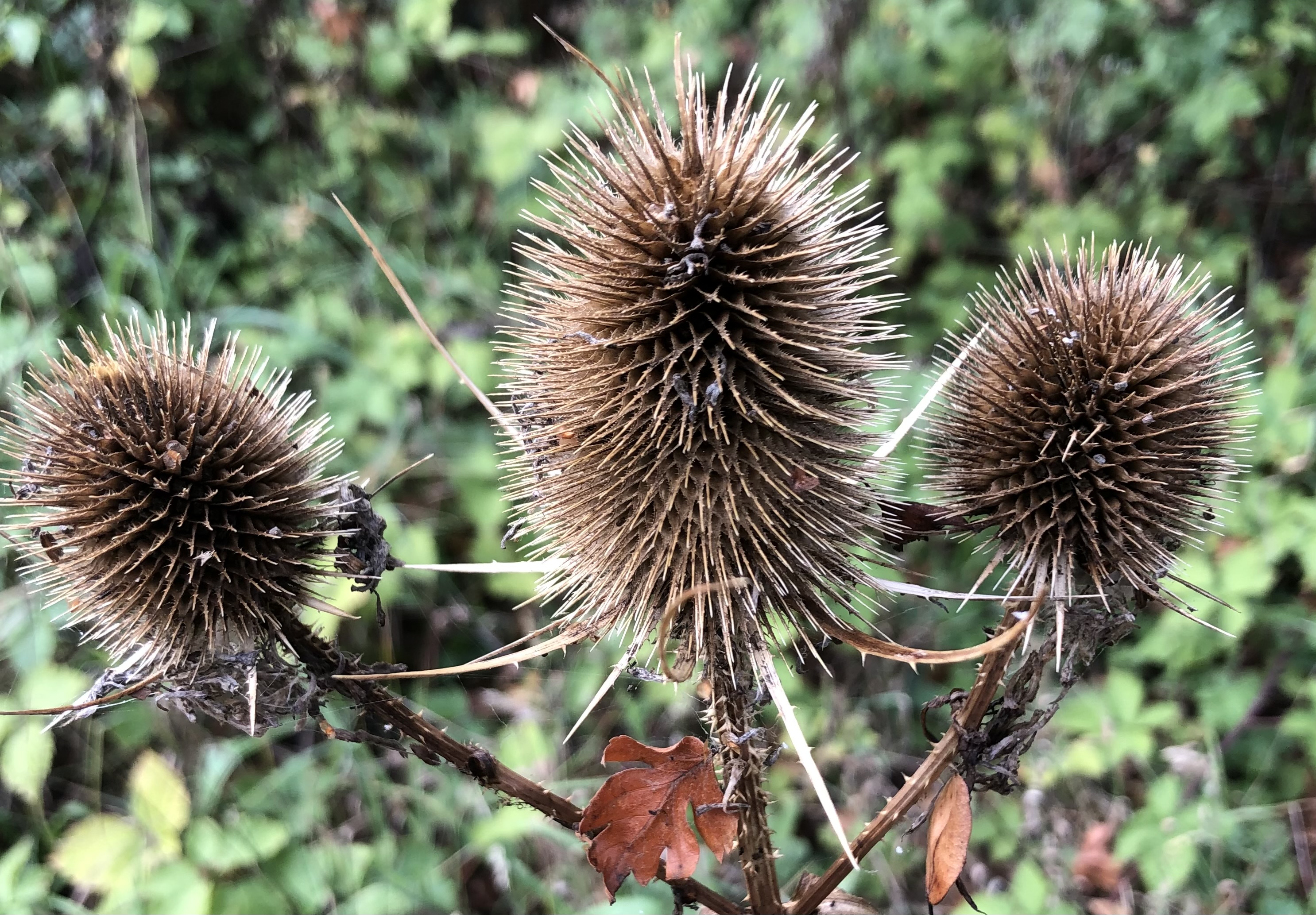 Prickles
