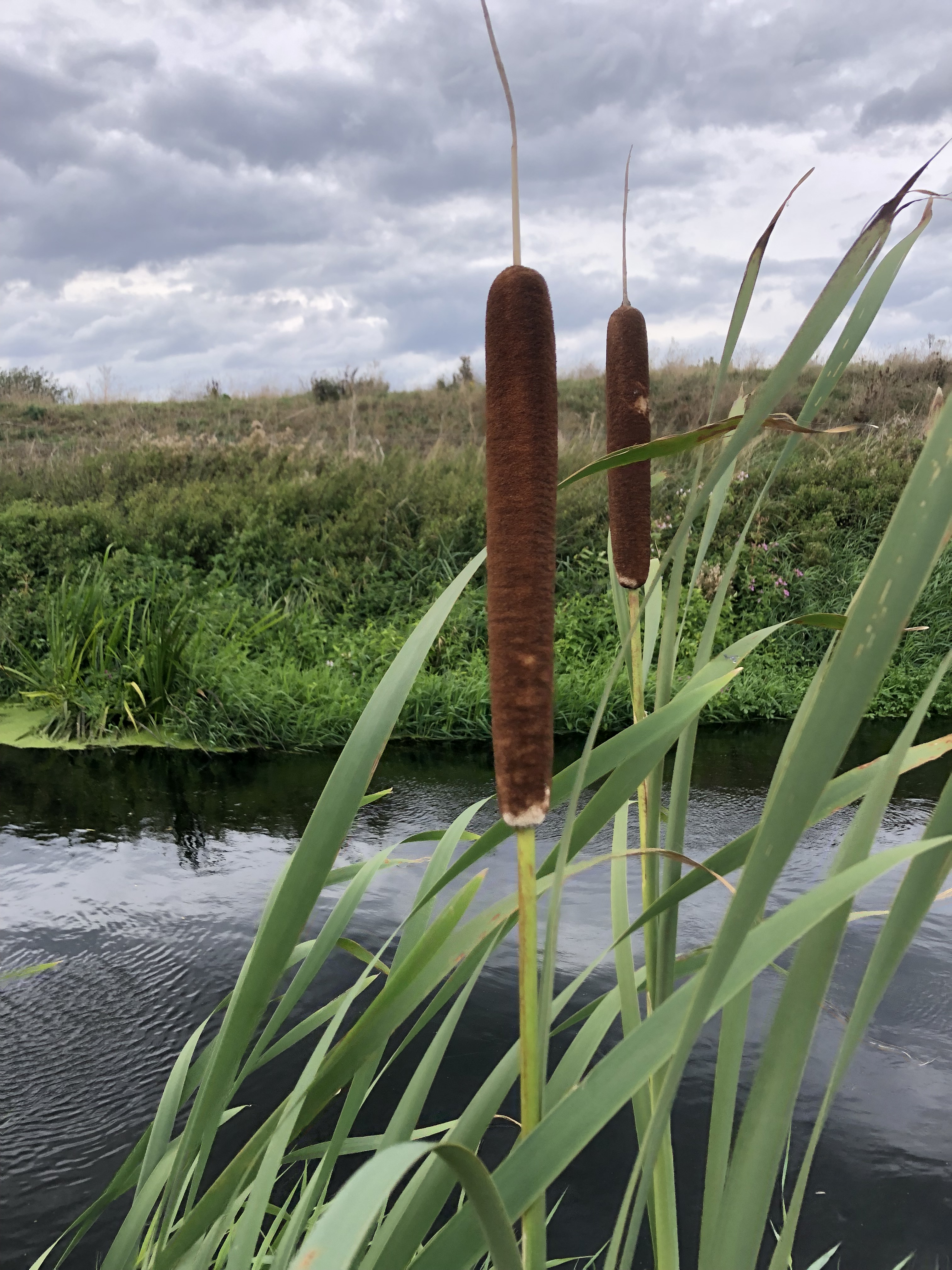 Bulrushes