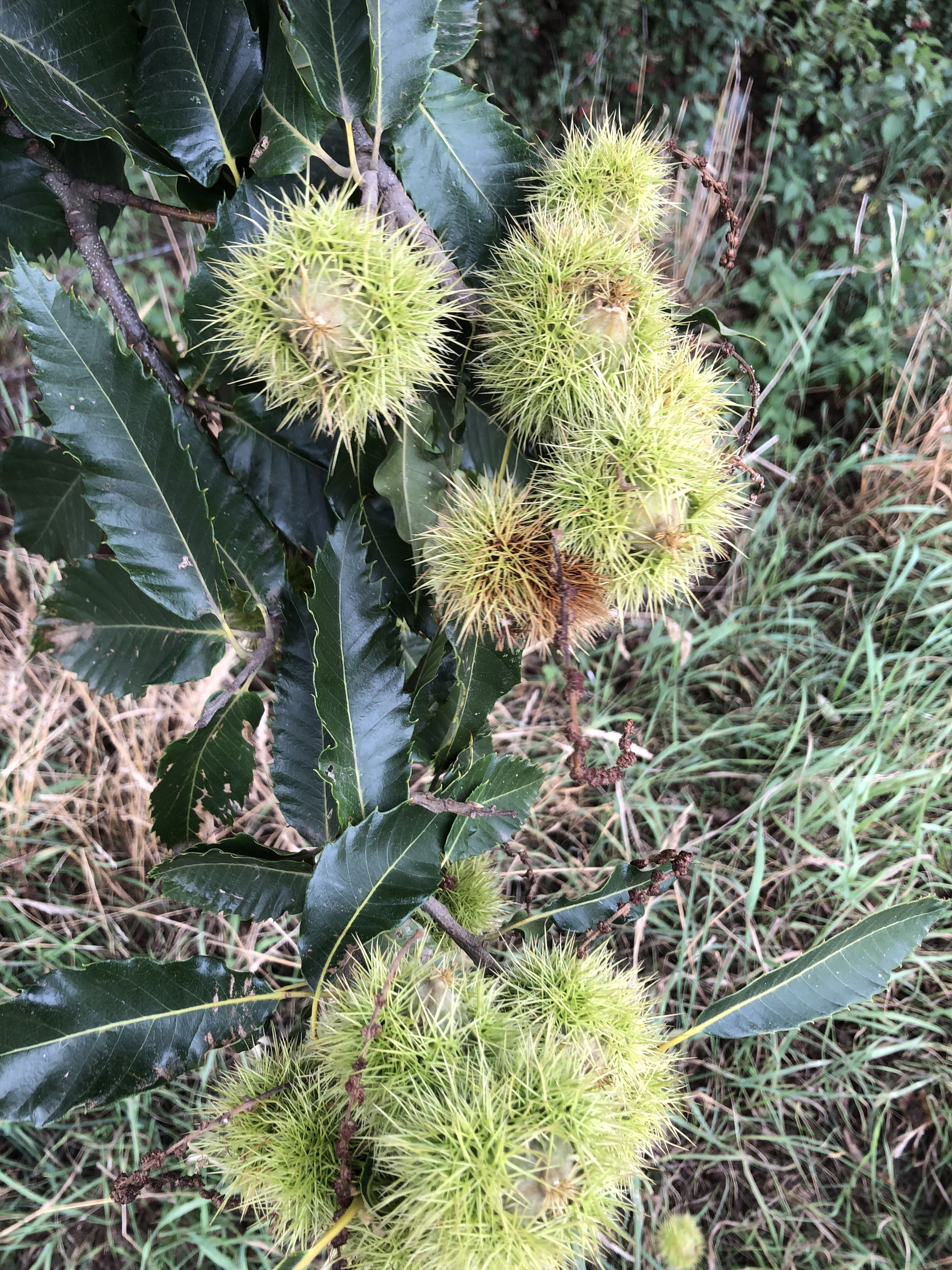 Sweet chestnuts